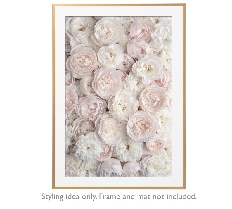 May include: A close-up image of a wall of soft, pale pink and white roses. The roses are arranged in a dense pattern, creating a romantic and delicate aesthetic.