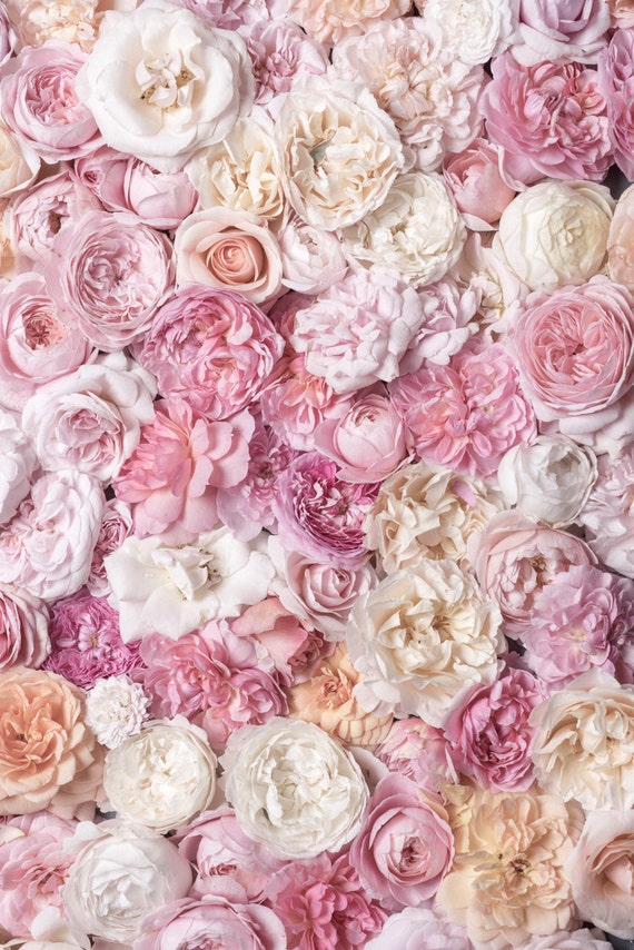 Rose Photography Bed of Roses III Floral Still Life Etsy