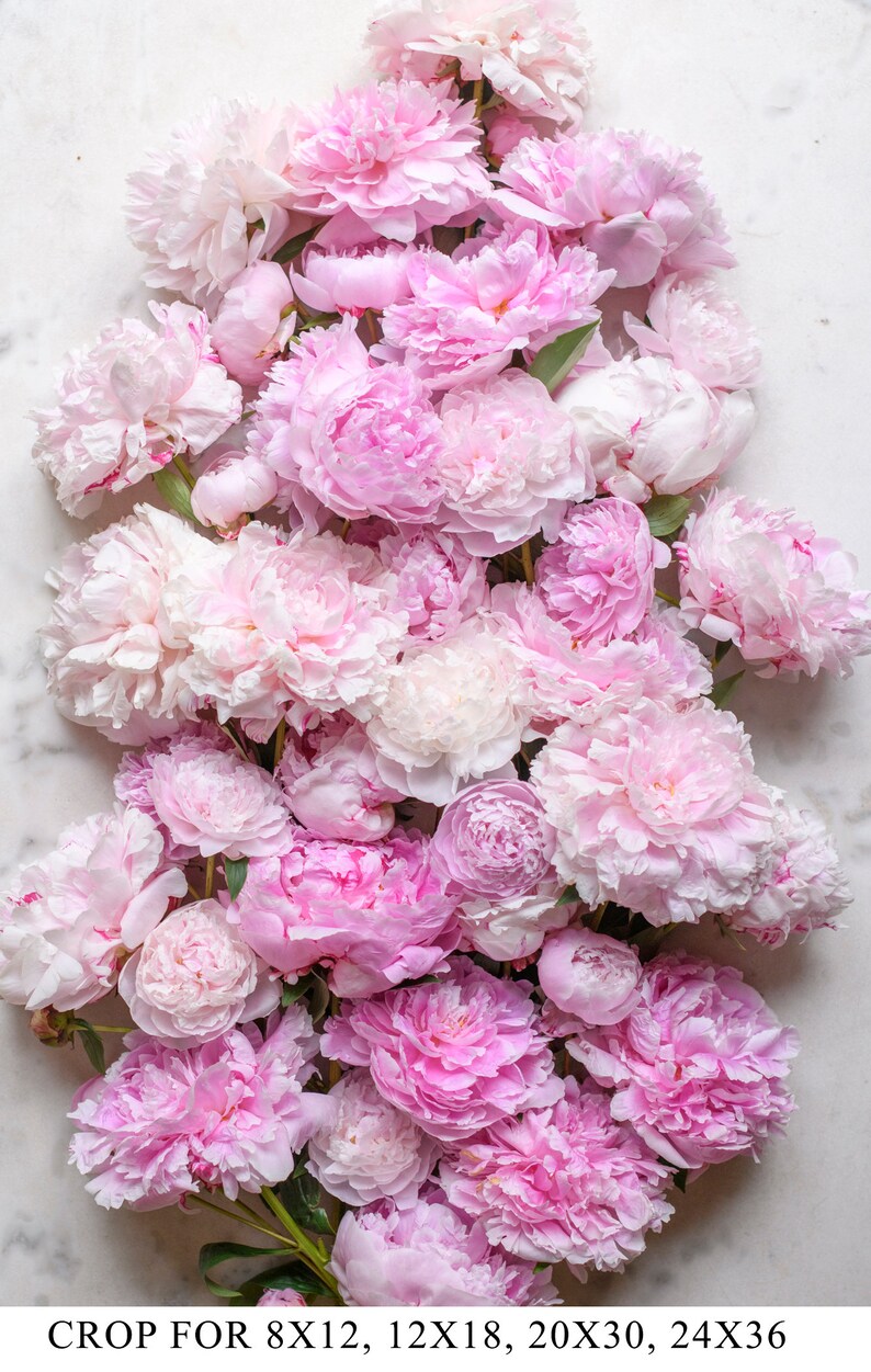May include: A bouquet of pink peonies arranged in a cluster on a white marble background. The peonies are in various shades of pink, from light to dark.