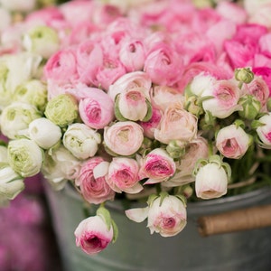 Paris Photography -  Pink and White Ranunculus at a Paris Market, French Home Decor, Large Wall Art,