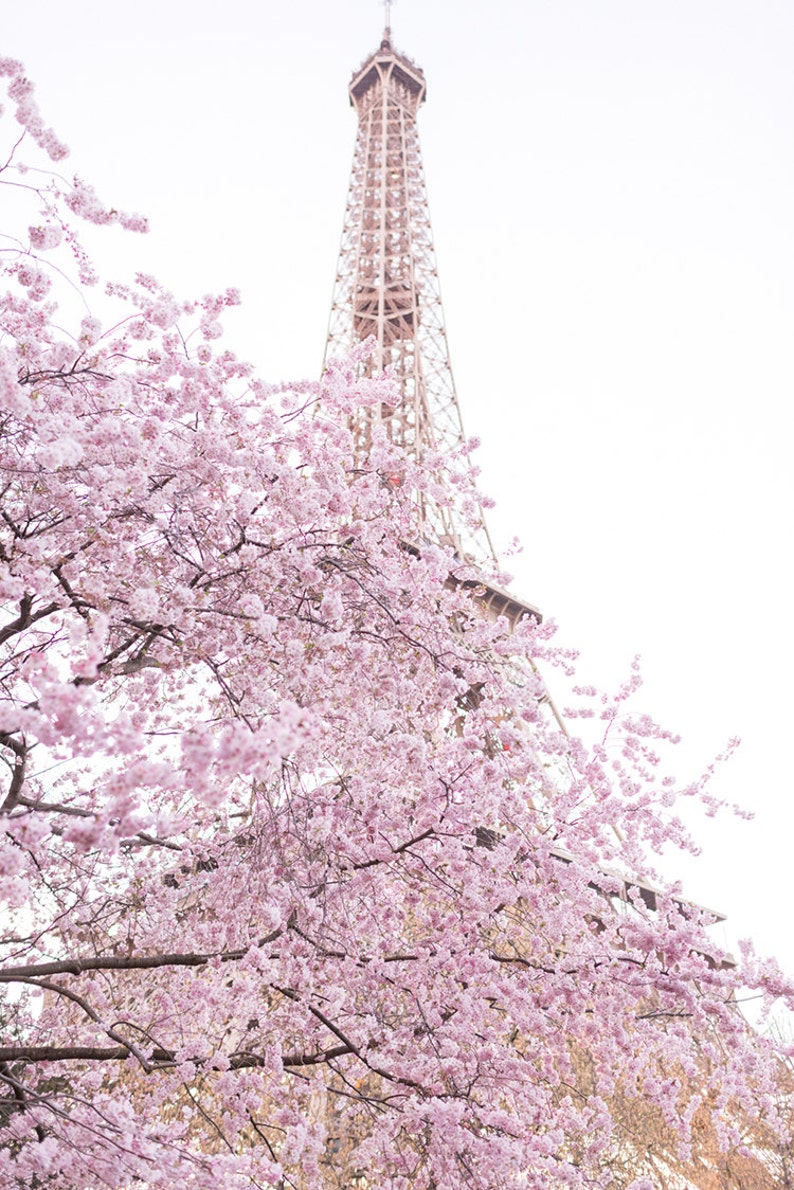 May include: A view of the Eiffel Tower in Paris, France, with a cherry blossom tree in the foreground. The tree is in full bloom, with pink flowers covering the branches. The tower is visible in the background, with its iconic structure.