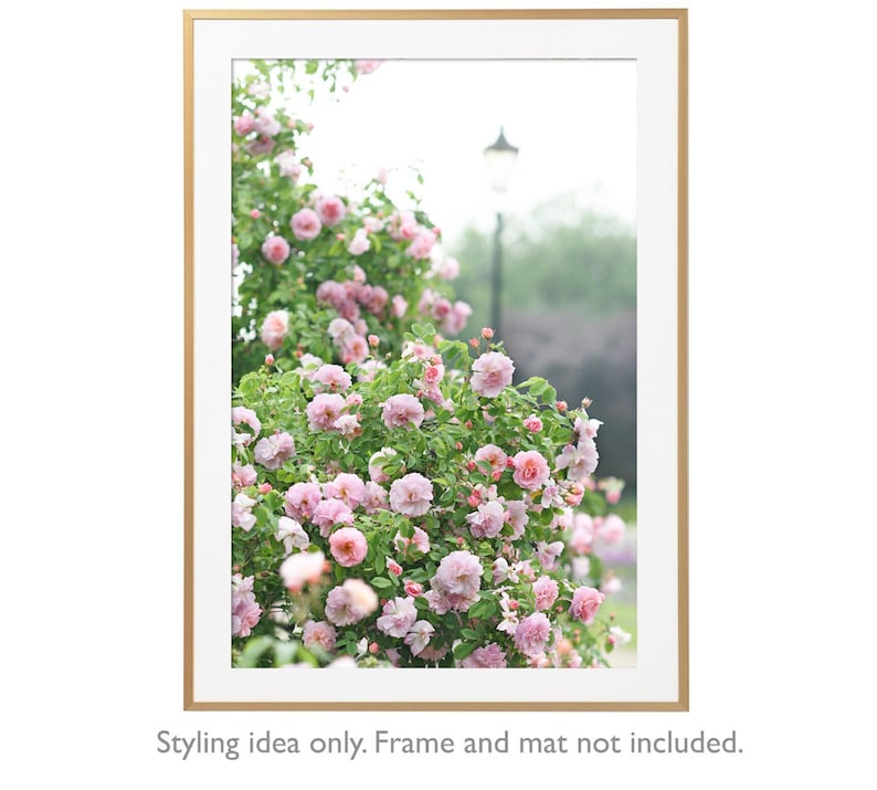 May include: A framed print showcasing a vibrant display of pink roses in full bloom. The roses are set against a backdrop of greenery and a soft, blurred background, creating a tranquil scene. The frame has a gold finish.