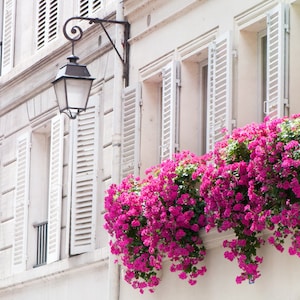 Paris Photograph - Pink Flowers in Window Basket and Shutters, Travel Home Decor, Wall Art
