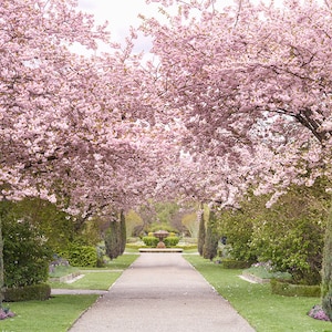 London Photography - Regents Park Cherry Blossoms, England Travel Photo, Large Wall Art, Home Decor