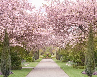 London Photography - Regents Park Cherry Blossoms, England Travel Photo, Large Wall Art, Home Decor