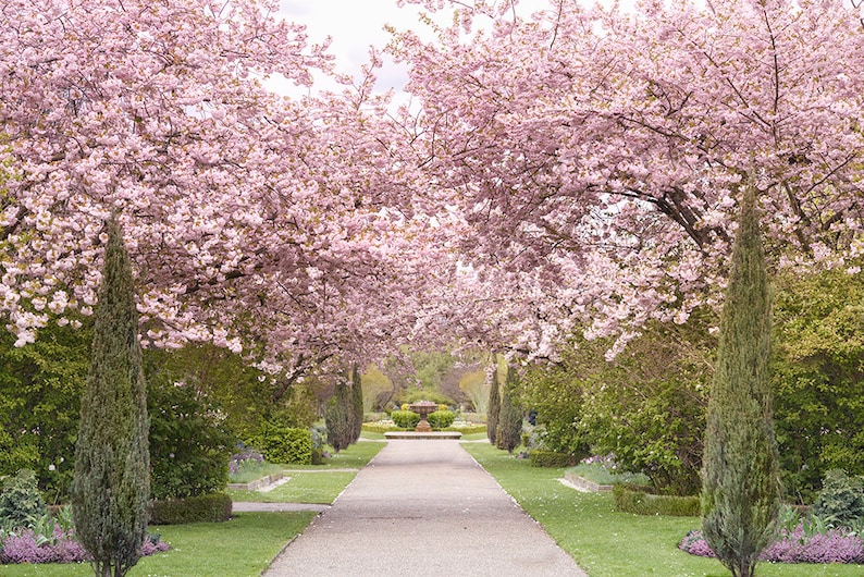 London Photography Regents Park Cherry Blossoms England Etsy