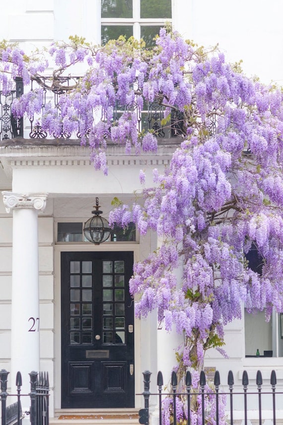 London Photography - Wisteria in Kensington, Spring in London, Purple  Blossoms, England Travel Decor, Large Wall Art, Gallery Wall - Etsy