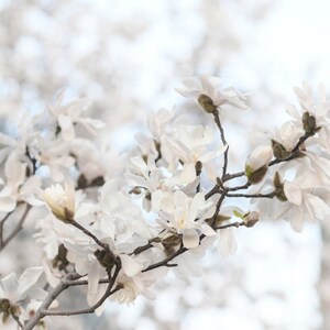 Paris Photography White Magnolias at Pont Neuf, Paris Art Print, Gallery Wall, Large Wall Art, French Home Decor image 2