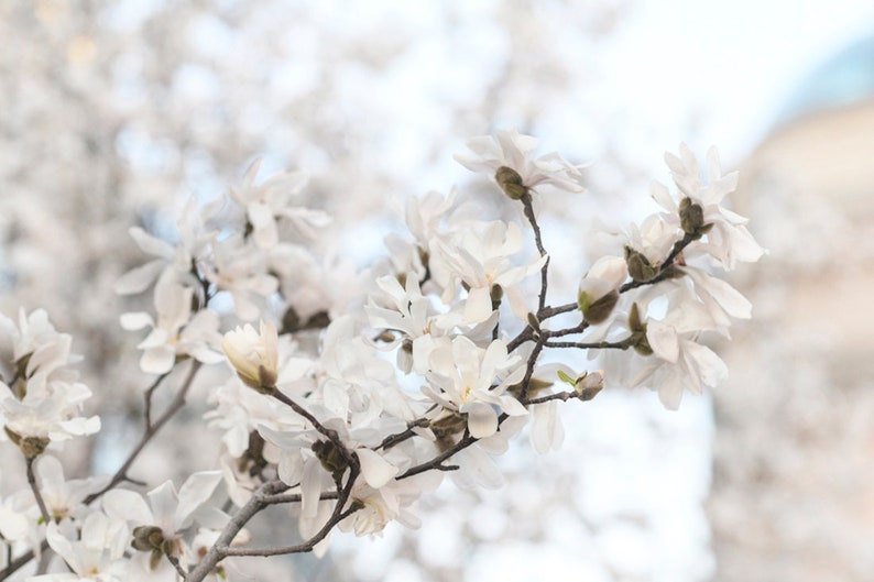 Paris Photography White Magnolias at Pont Neuf, Paris Art Print, Gallery Wall, Large Wall Art, French Home Decor image 2