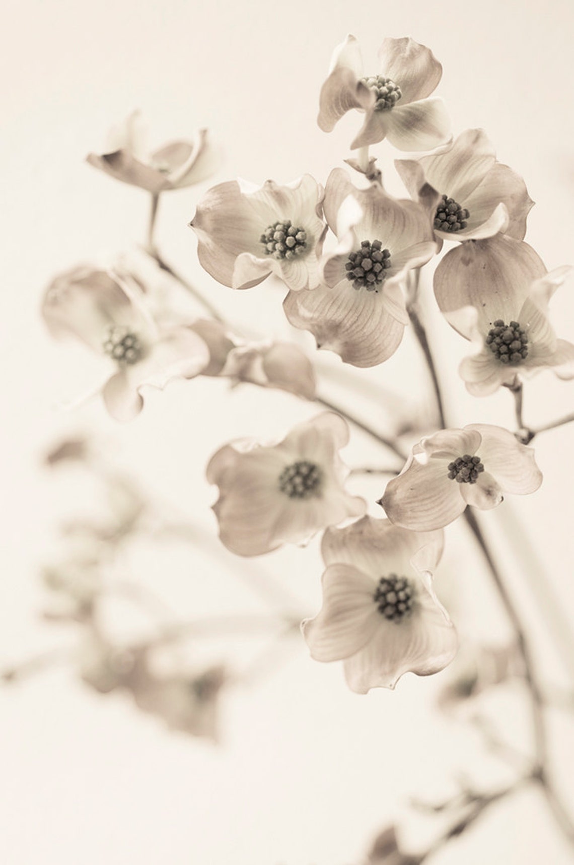 Flower Still Life Photography - Dogwood Blossoms, Sepia Floral ...