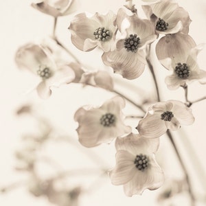 Botanical Still Life Photography Dogwood Blossoms, Black and White Wall Decor, Sepia Floral Photograph, Large Wall Art image 2