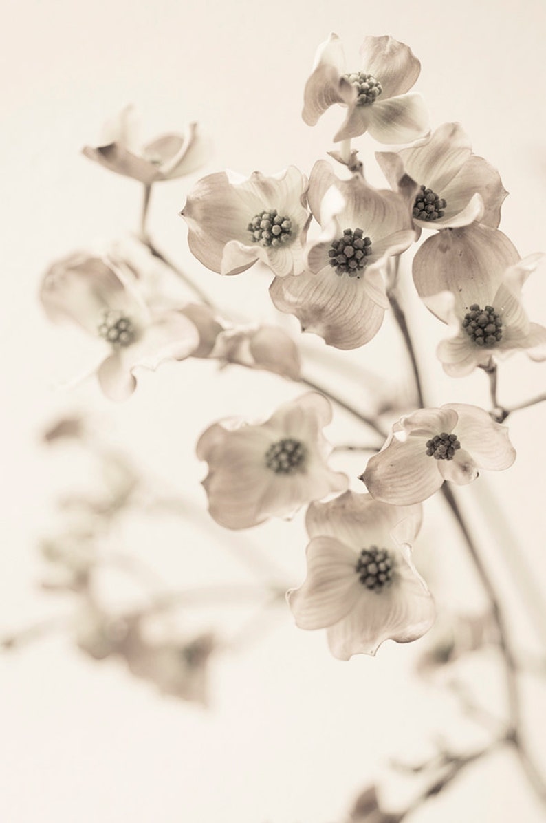Botanical Still Life Photography Dogwood Blossoms, Black and White Wall Decor, Sepia Floral Photograph, Large Wall Art image 2