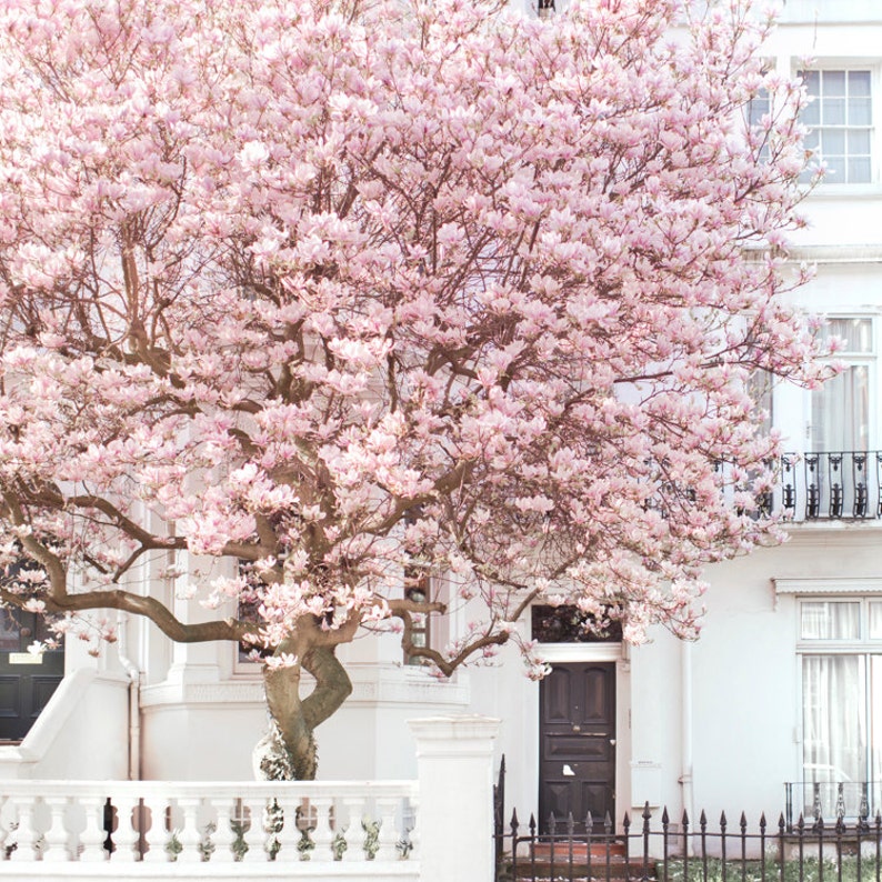 London Photography Magnolia, Notting Hill, Pink Blossom Tree, England Travel Photo, Large Wall Art, Home Decor image 4