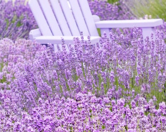 Nature Photography - French Lavender Fields, Purple Chair, Romantic Home Decor