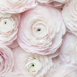 May include: Close-up of a bouquet of delicate, pale pink ranunculus flowers. The flowers have multiple layers of petals, creating a soft and romantic look.