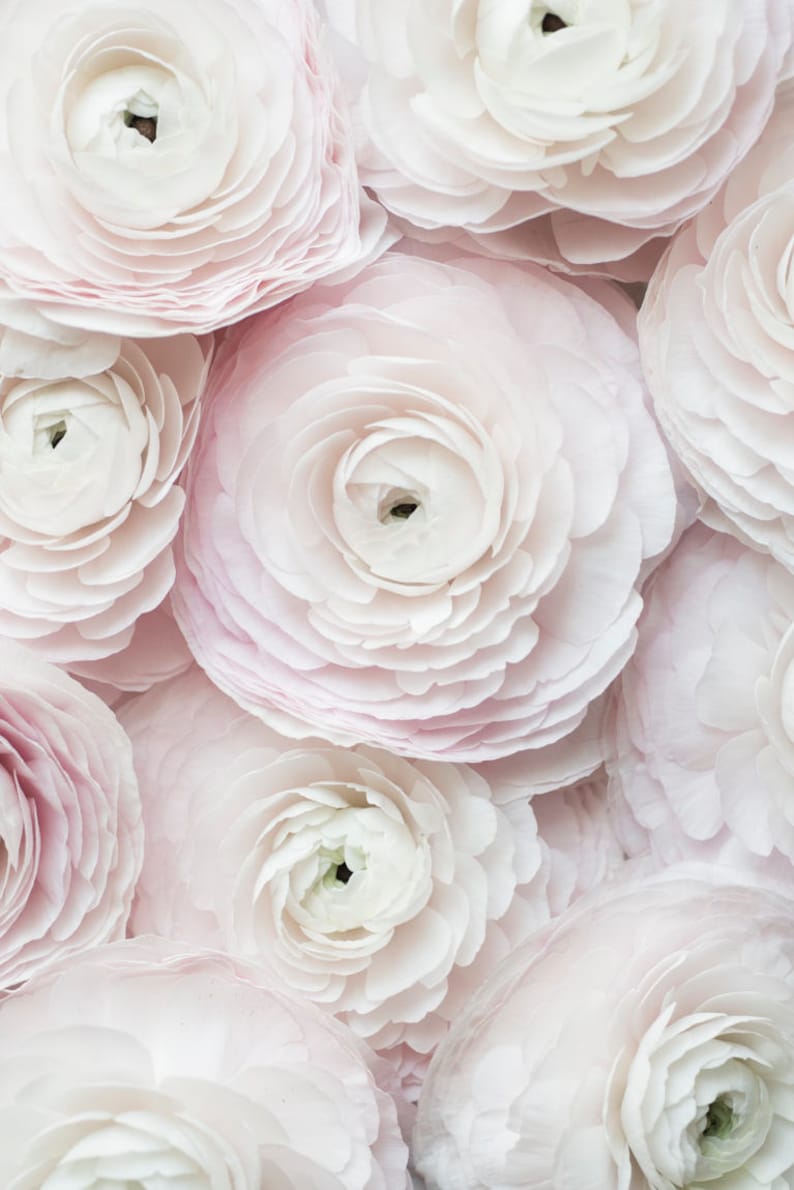 May include: Close-up of a bouquet of delicate, pale pink ranunculus flowers. The flowers have multiple layers of petals, creating a soft and romantic look.