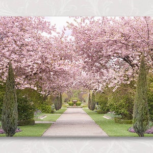 London Photo on Canvas, Regents Park Cherry Blossoms, England Travel Photo, Large Wall Art, Home Decor
