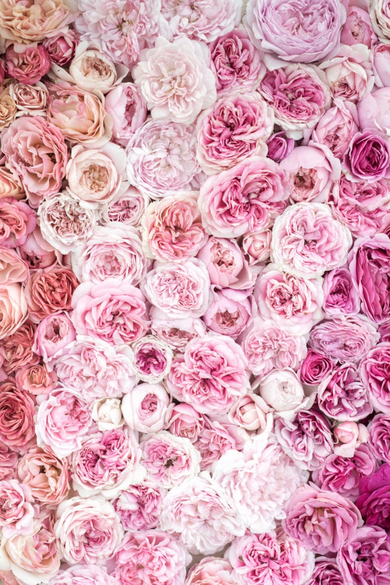 May include: A close-up image of a wall of pink roses. The roses are arranged in a gradient pattern, with the lightest pink roses at the top and the darkest pink roses at the bottom.