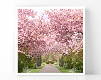 London Photography - Cherry Blossoms in Regents Park, 5x5 London Fine Art Photograph, London Home Decor, Wall Art, London Gallery Wall