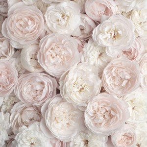 Pu&ograve; includere: Un primo piano di un bouquet di rose bianche e rosa pallido. Le rose sono disposte in un gruppo denso, creando uno sfondo morbido e romantico.