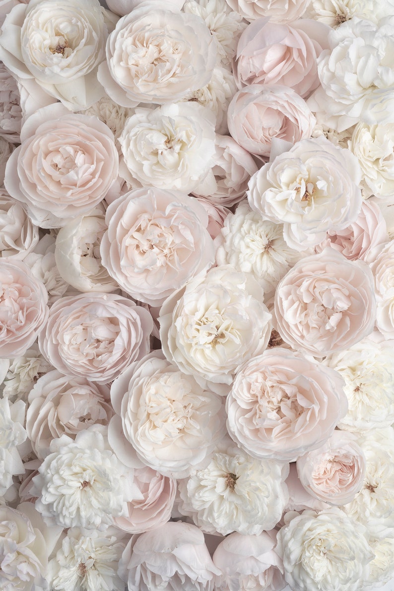 Pu&ograve; includere: Un primo piano di un bouquet di rose bianche e rosa pallido. Le rose sono disposte in un gruppo denso, creando uno sfondo morbido e romantico.
