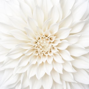 Flower Photography - White Dahlia Detail, Floral Still Life Photography, Botanical Wall Decor, Neutral Decor, Large Wall Art