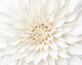 Flower Photography - White Dahlia Detail, Floral Still Life Photography, Botanical Wall Decor, Neutral Decor, Large Wall Art