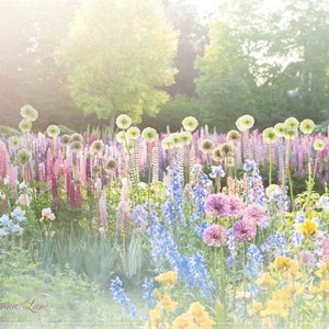 Blumenfotografie - magische, verträumt, romantische Naturfotografie, Iris Garten, rosa und blau, Landschaft, Wand-Dekor-Dekor