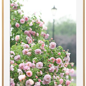 May include: A framed print showing a profusion of pink roses in a garden setting. The roses are surrounded by green leaves, with a blurred background of a park and a gold frame.