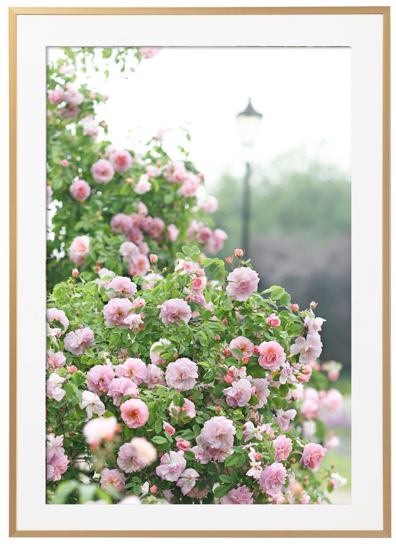 May include: A framed print showing a profusion of pink roses in a garden setting. The roses are surrounded by green leaves, with a blurred background of a park and a gold frame.