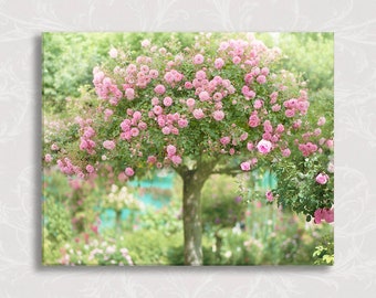 French Country Photograph on Canvas, Romantic Floral Photography, Monet's Giverny, The Rose Tree, Wall Decor, Nursery Art