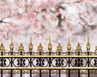 Cherry Blossoms in Paris -  Spring Paris Photograph, Parc Monceau,  French Home Decor, Large Wall Art,