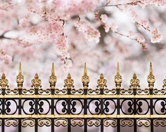 Flores de cerejeira em Paris - Fotografia de primavera em Paris, Parc Monceau, decoração de casa francesa, arte de parede grande,