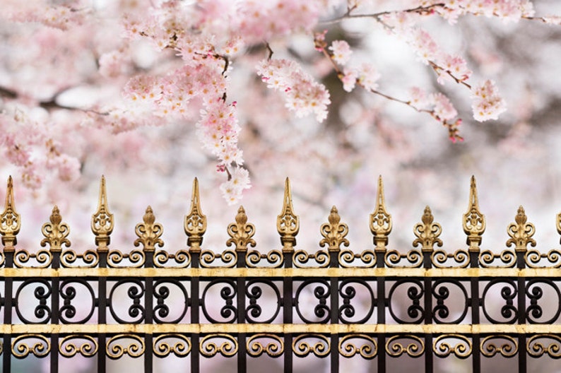 Cherry Blossoms in Paris Spring Paris Photograph, Parc Monceau, French Home Decor, Large Wall Art, image 1