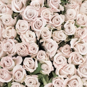 May include: A close-up image of a bouquet of pale pink roses. The roses are arranged tightly together, creating a full and lush look.