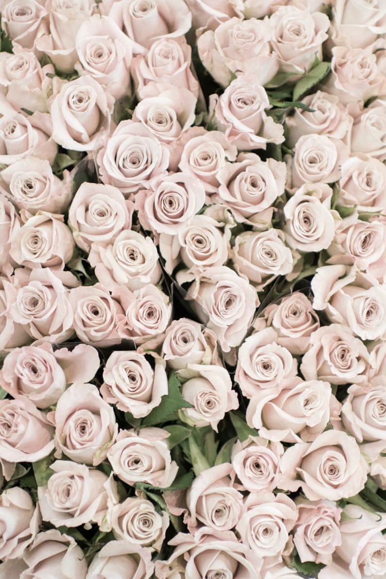 May include: A close-up image of a bouquet of pale pink roses. The roses are arranged tightly together, creating a full and lush look.