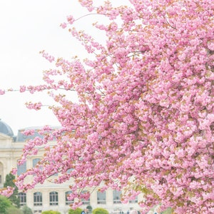 Paris Photography -  Cherry Tree at Jardin des Plantes, Cherry Blossoms in Paris, French Home Decor, Large Wall Art