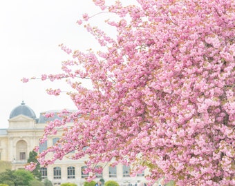 Fotografia de Paris - Cerejeira no Jardin des Plantes, Flores de cerejeira em Paris, Decoração de casa francesa, Grande arte de parede