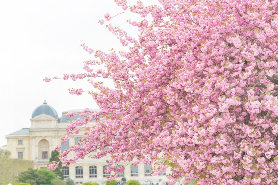 Paris Photography Cherry Tree at Jardin des Plantes Cherry | Etsy