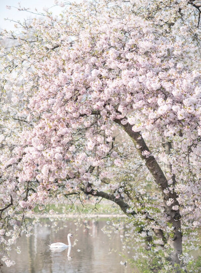 May include: A white swan swims in a pond surrounded by a large, pink cherry blossom tree in full bloom.