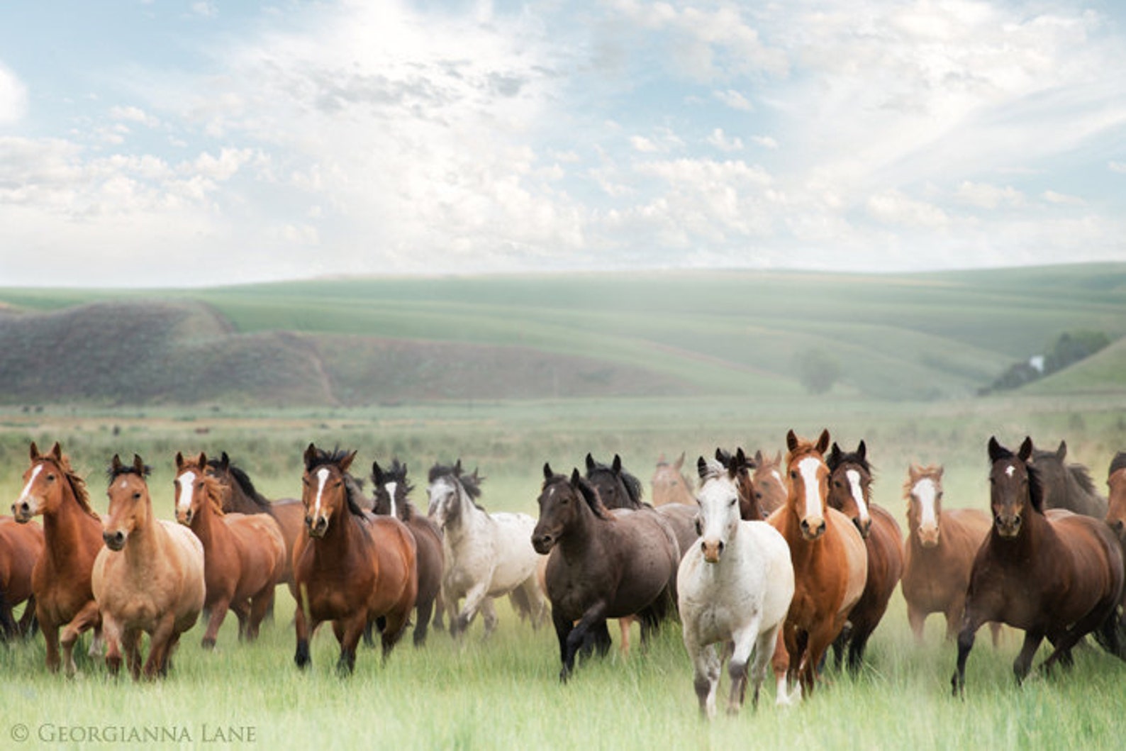 Horse Photography Running Horses in Countryside, Scenic Landscape