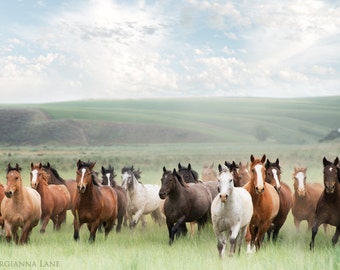 Horse Photography -  Running Horses in Countryside,  Scenic Landscape Nature Photograph, Wall Decor