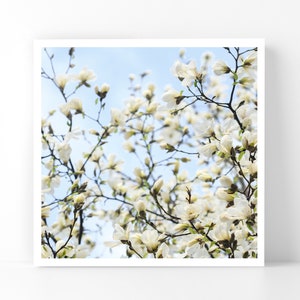 London Photography - White Magnolias in Notting Hill, 5x5 London Fine Art Photograph, London Home Decor, Wall Art, London Gallery Wall