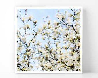 London Photography - White Magnolias in Notting Hill, 5x5 London Fine Art Photograph, London Home Decor, Wall Art, London Gallery Wall