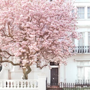 London Photography Magnolia, Notting Hill, Pink Blossom Tree, England Travel Photo, Large Wall Art, Home Decor image 3