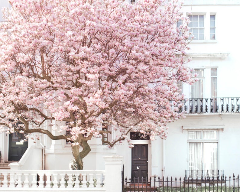 London Photography Magnolia, Notting Hill, Pink Blossom Tree, England Travel Photo, Large Wall Art, Home Decor image 3