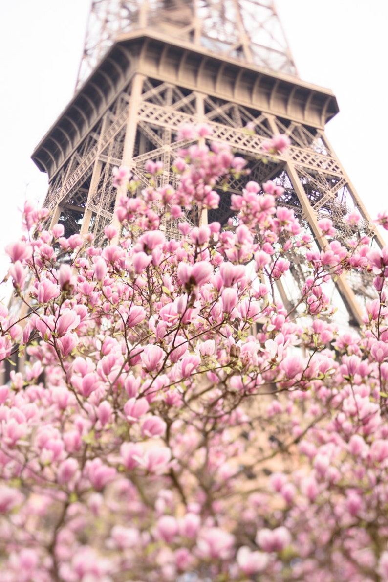 Op de afbeelding: Een close-up van een roze magnolia boom in bloei met de Eiffeltoren op de achtergrond.