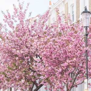 London Photography - Cherry Blossoms in Chelsea, Pink Blossom Tree, England Travel Photo, Large Wall Art, Home Decor, Gallery Wall