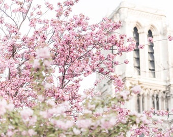 Puede incluir: Un primer plano de un cerezo en flor rosa frente a un edificio blanco con ventanas altas. Las flores están en plena floración y crean un ambiente suave y romántico.