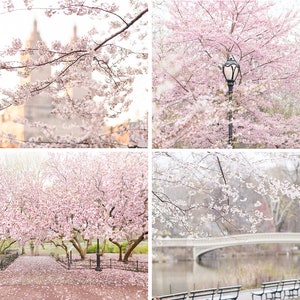 New York City Fine Art Photography Collection – Central Park in Spring, Cherry Blossoms, Horizontal New York Art Print, Large Wall Art